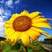 Profile Picture of Jayesh Jariwala (@jsjariwala) on Pinterest