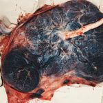 Profile Picture of J o s e p h i n e (@josephineslane) on Instagram