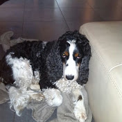 Steve Mertens - Youtube Profile Picture of Steve Mertens (@stevemertens5017) on Youtube