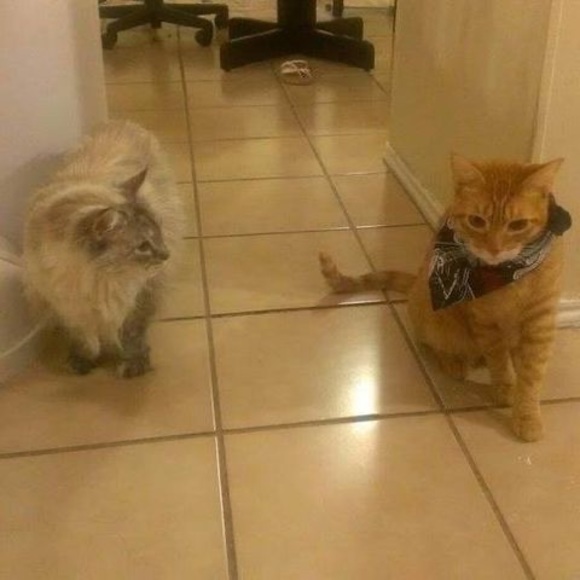 Profile Picture of Leila Boguess (@leilaboguess) on Poshmark