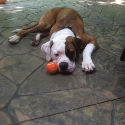 Profile Picture of Joseph Minotti (@otiswestlake) on Twitter