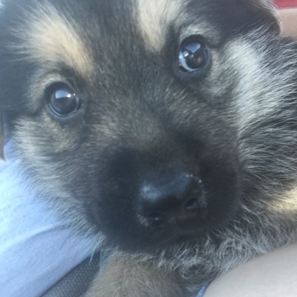 Profile Picture of Chrystal Azlin (@cazlin22) on Poshmark