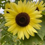 Maria Digiovanni - Instagram Profile Picture of Maria Digiovanni (@ziamia25) on Instagram