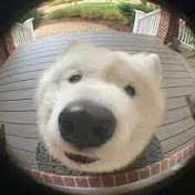 Profile Picture of Jesse Miranda (@jessemiranda1355) on Youtube