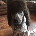 Profile Picture of Garrett Dickson (@dickson.garrett) on Instagram