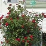 Profile Picture of Paul-Émile Chagnon (@paulemilechagnon) on Instagram