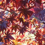 Profile Picture of Celena Yussen (@cayussen) on Flickr