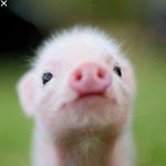 Profile Picture of Carl (@hallman.carl) on Instagram