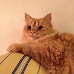 Profile Picture of Isabelle Curtis (@curtis_isabelle) on Instagram