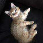 Profile Picture of Aimee (@twilight_foster_kittens) on Instagram