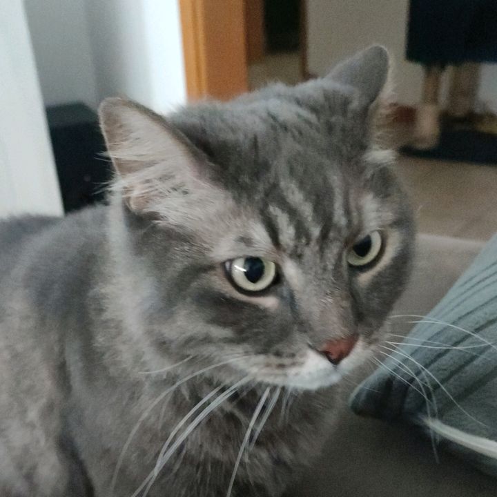 Profile Picture of Roberto Chicco (@robertochicco) on Tiktok