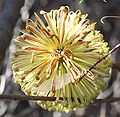 Profile Picture of Banksia laricinaon Wikipedia