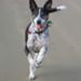 Profile Picture of Janet Blume (@blume0982) on Pinterest