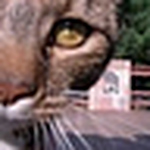 Profile Picture of Courtney  Bailey (@twist-of-unique) on Flickr