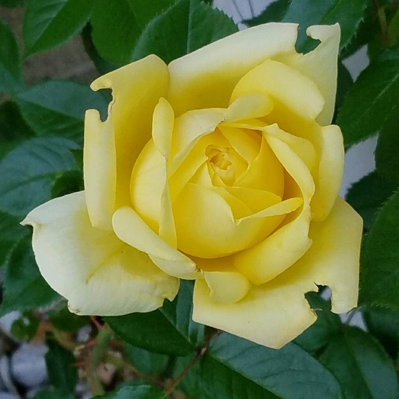 Profile Picture of Chris Costin (@cacost1) on Poshmark