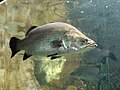 Profile Picture of Barramundion Wikipedia