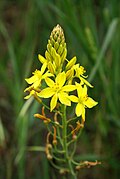 Profile Picture of Bulbine - Wikipediaon Wikipedia