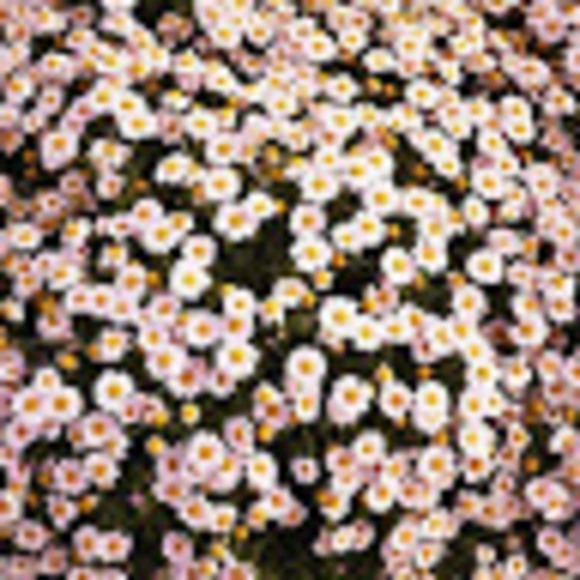 Profile Picture of Kimberly Jemison (@kjemichsa68) on Poshmark