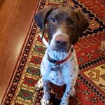 Profile Photo of Brandy Hancock (@brandy_i_am_a_gsp) on Instagram