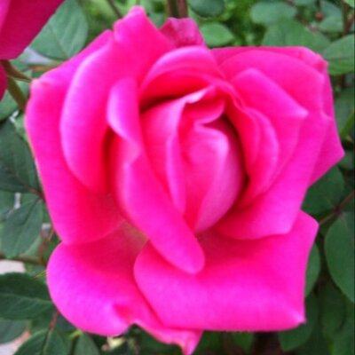 Profile Picture of Linda Lee Rish (@llrish) on Twitter