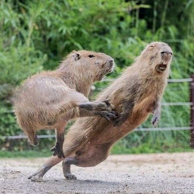 Edward Be - Tiktok Profile Picture of Edward Be (@edwardbeeee) on Tiktok