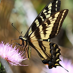 Profile Picture of james Boswell (@boswelljames366) on Flickr