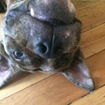 Profile Picture of Athena May (@athena_may_offical) on Instagram