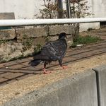 Profile Picture of Corentin Le Pigeon Du 85 (@corentinlepigeondu85) on Instagram