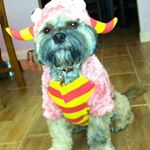 Profile Picture of Cathy Cooter (@catcooter5) on Instagram