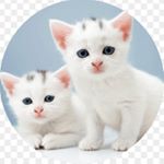 Profile Picture of Anthony Smith (@anthony_smith_meow) on Instagram
