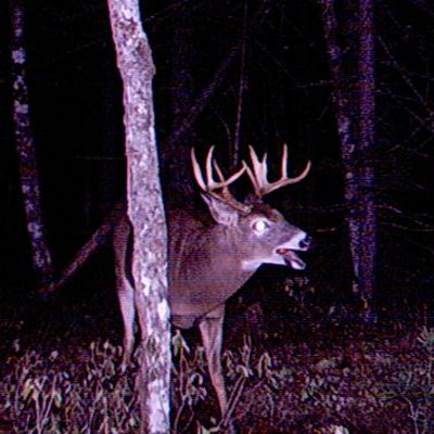 Profile Picture of Jason Melanson (@CamelMelanson) on Twitter