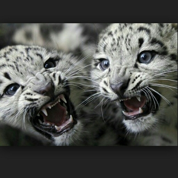 Profile Picture of Violeta Sanchez (@ovo_126) on Poshmark