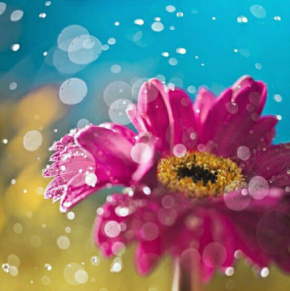 Profile Picture of Shanthal Ferreyra (@sjferreyra17) on Poshmark