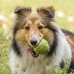 Profile Picture of Shetland Sheep Dog (@james_m._kinney) on Instagram