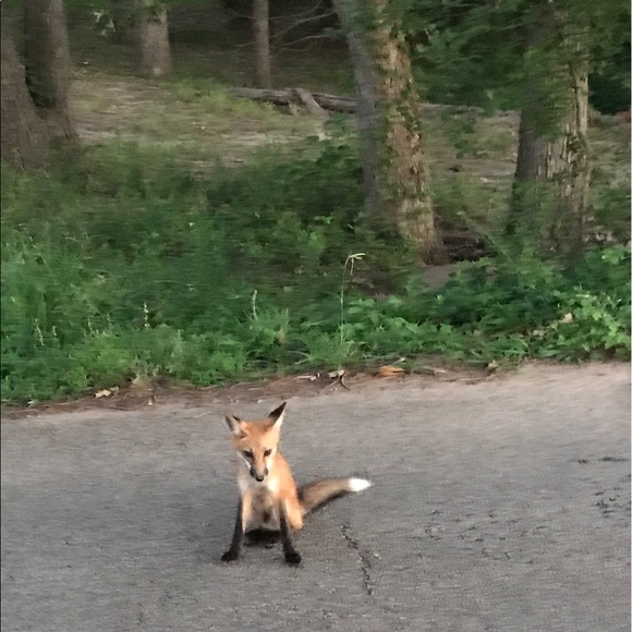 Profile Picture of Sharon Condley (@chic2017) on Poshmark