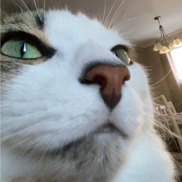 Profile Picture of Chloe Mckenna (@chloemckenna241) on Poshmark