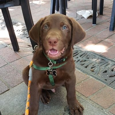 Profile Picture of Goose And Vinny (@BestBoyMcCoy) on Twitter