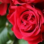 Profile Picture of Mahboubeh Mohseni (@Mahboubeh-Mohseni) on Facebook