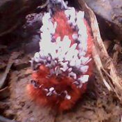 Profile Picture of Danny Cantillo (@dcantilloher) on Twitter