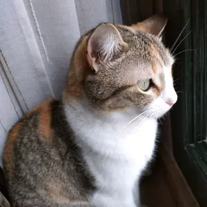 Profile Picture of The Sun cat (@the_sun_cat) on Tiktok