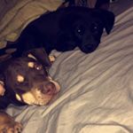 Profile Picture of Gunner & Bucky (@ma.bebes) on Instagram