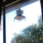 Profile Picture of shellyhutchins (@shellyhutchins) on Instagram