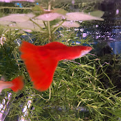 Profile Picture of Derby Guppies Paul Fitzsimons (@derbyguppiespaulfitzsimons443) on Youtube
