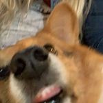 Profile Picture of Jason Björn the corgo (@the_bjorn_supremacy_) on Instagram