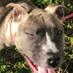 Profile Picture of Penny Gordon Osborne (@penelope_the_pibble) on Instagram