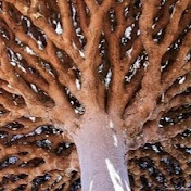 Profile Picture of David Koenig (@TheAirbare) on Youtube