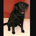 Profile Picture of Michaela Nichole Coffman (@dingo4689842248) on Instagram