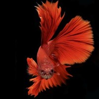 Profile Picture of Joshua Tejada (@joshua-tejada-27) on Quora