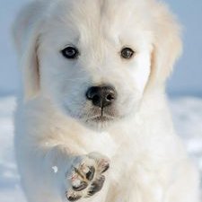 Shyla Kings - Twitter Profile Picture of Shyla Kings (@shyla_kings) on Twitter