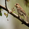 Profile Picture of Md rashed Khan (@rashedkhanoranno) on Flickr